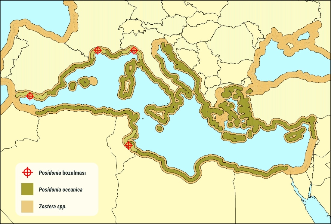 deniz çayırlarının dağılımı