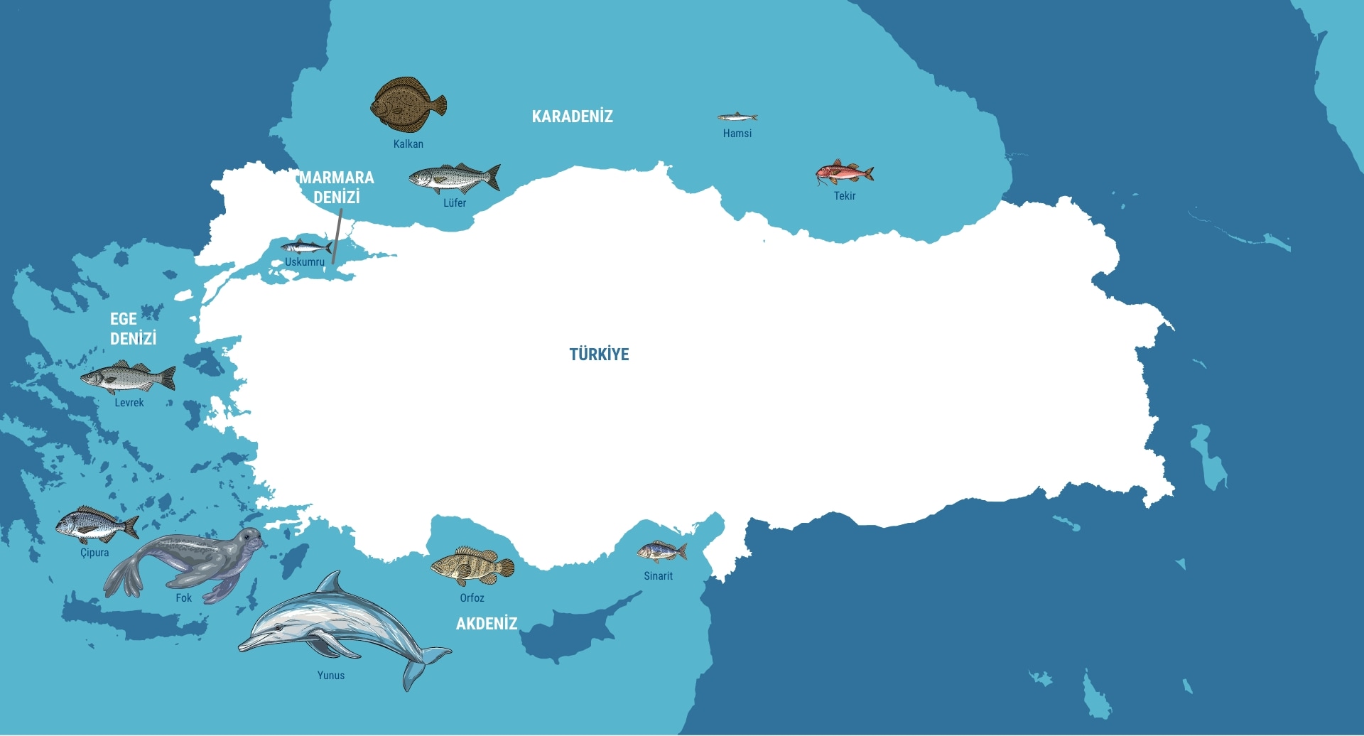 deniz çayırları