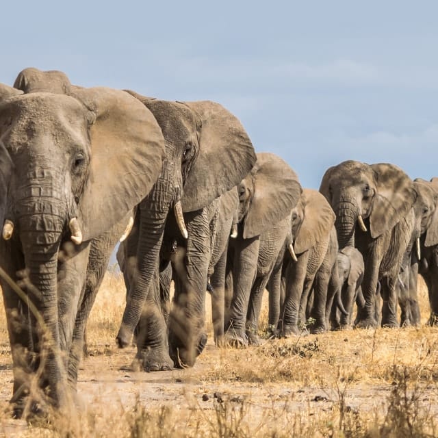 Tanzanya’daki Tarangire Milli Parkı’nda gezen bir Afrika fili sürüsü