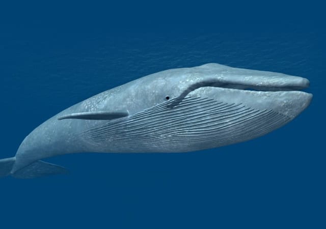 Tüm zamanların en büyük hayvanı mavi balina