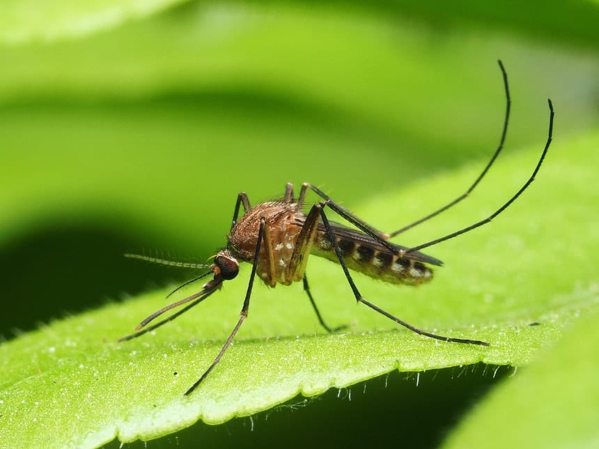 Yaprak üzerinde duran bir sivrisineğin yakından görüntüsü