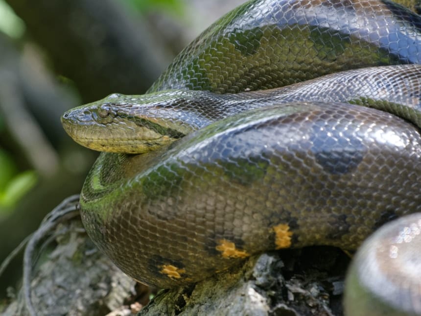 Güney Amerika’da yaşayan yeşil anakondanın yakından görüntüsü