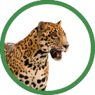 jaguar-dugme-2