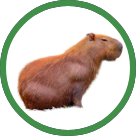 kapibara-dugme-2