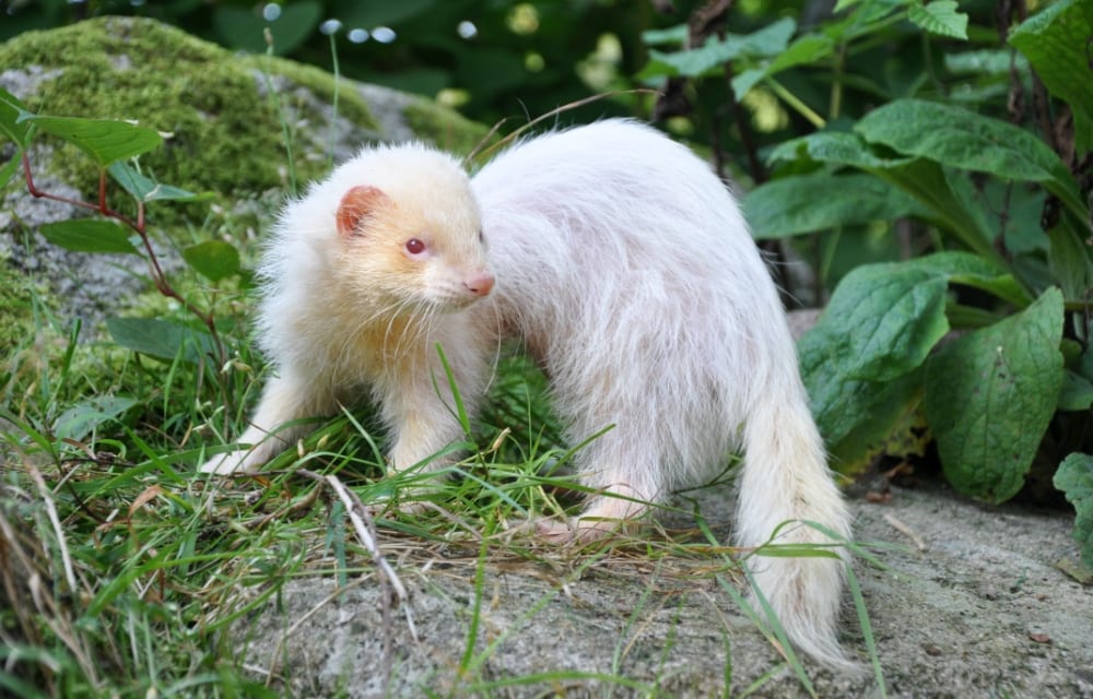 albino-hayvanlar-gelincik