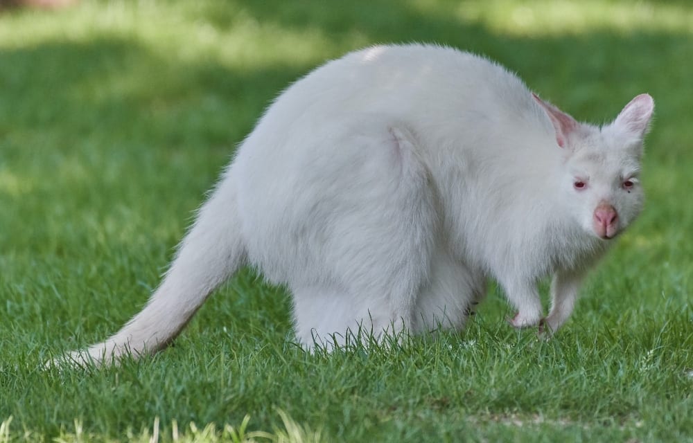 albino hayvanlar kanguru Albino Hayvanlar