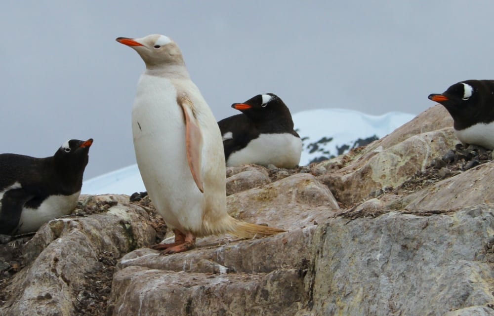 albino-hayvanlar-penguen