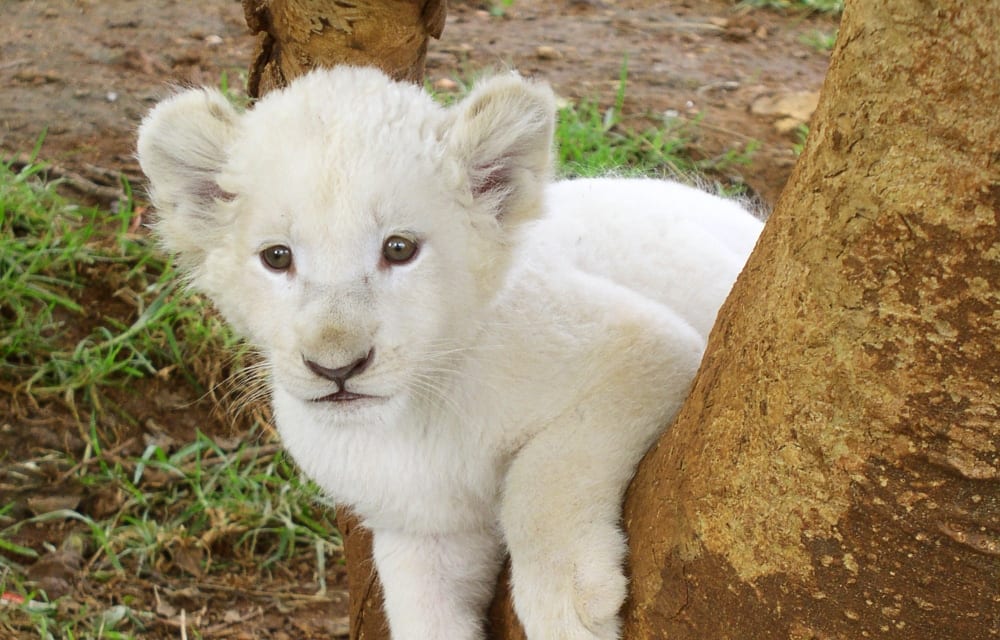 albino-hayvanlar-yavru-aslan