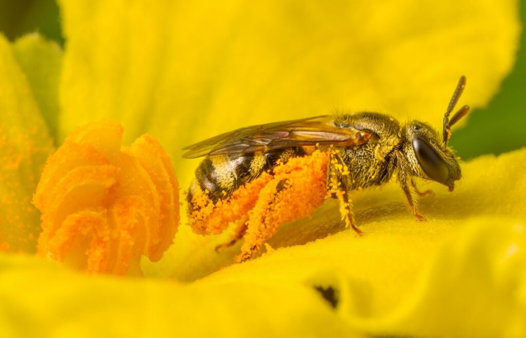 polenli ari Arılar Olmasaydı Ne Olurdu?