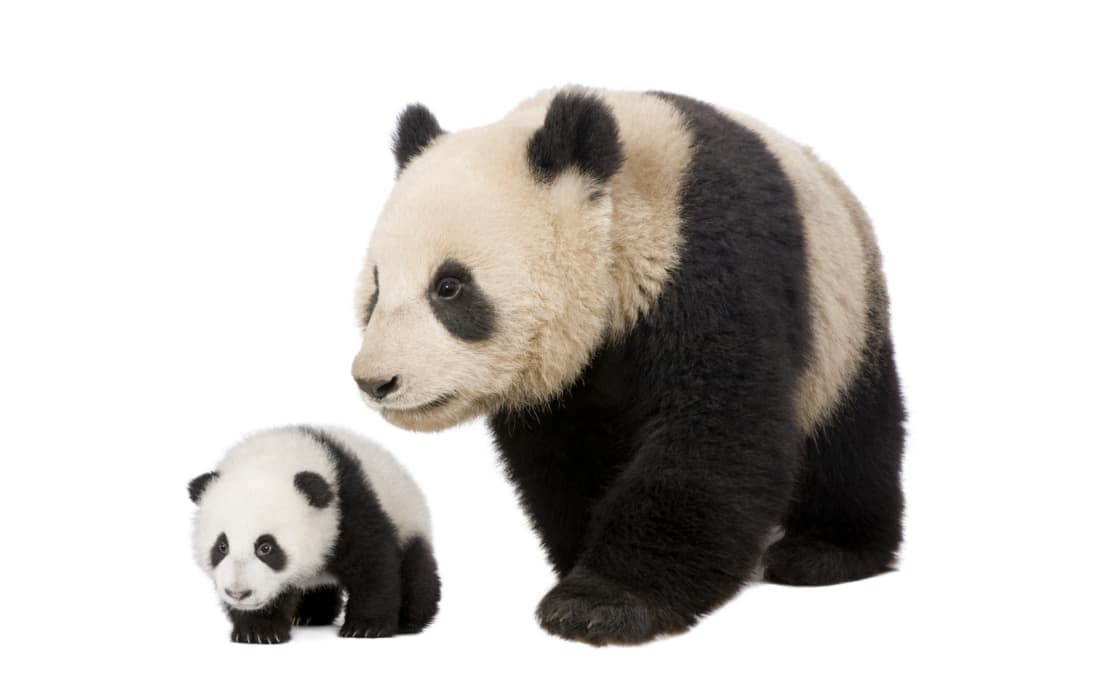 h b panda Hayvanlarda Başkalaşım