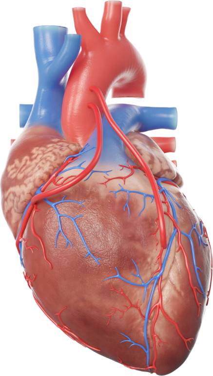 kalp Vücudumuz Nasıl Çalışır?