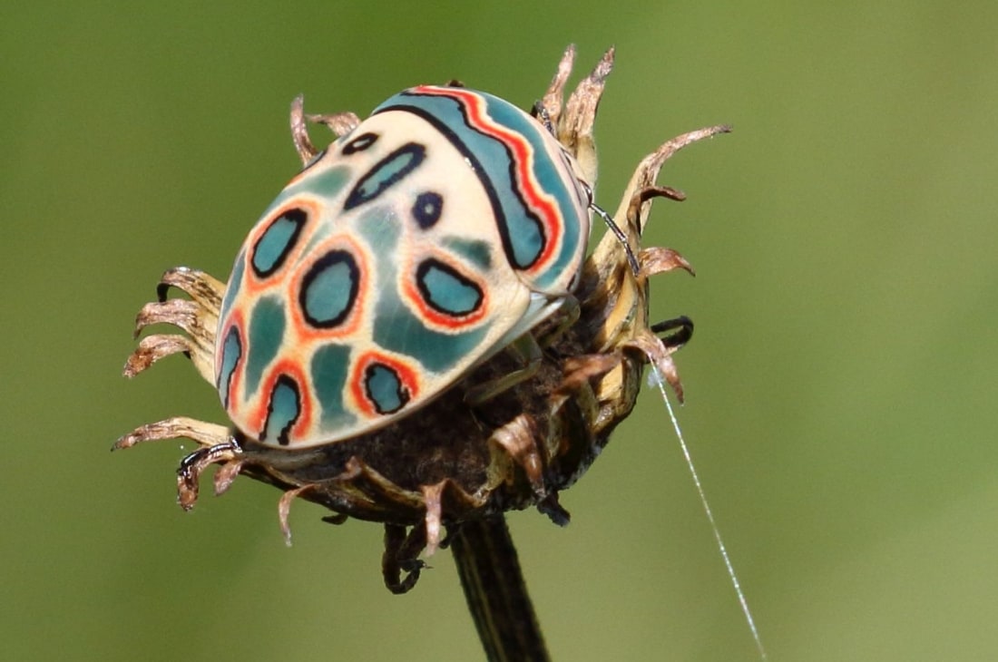 Picasso Böceği Görsel Kaynağı: Wikipedia (Alandmanson - Own work)