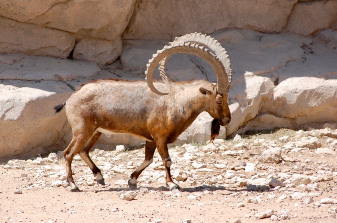 Nübye dağ keçisi*soyu tehlikedeki türlerden biridir.