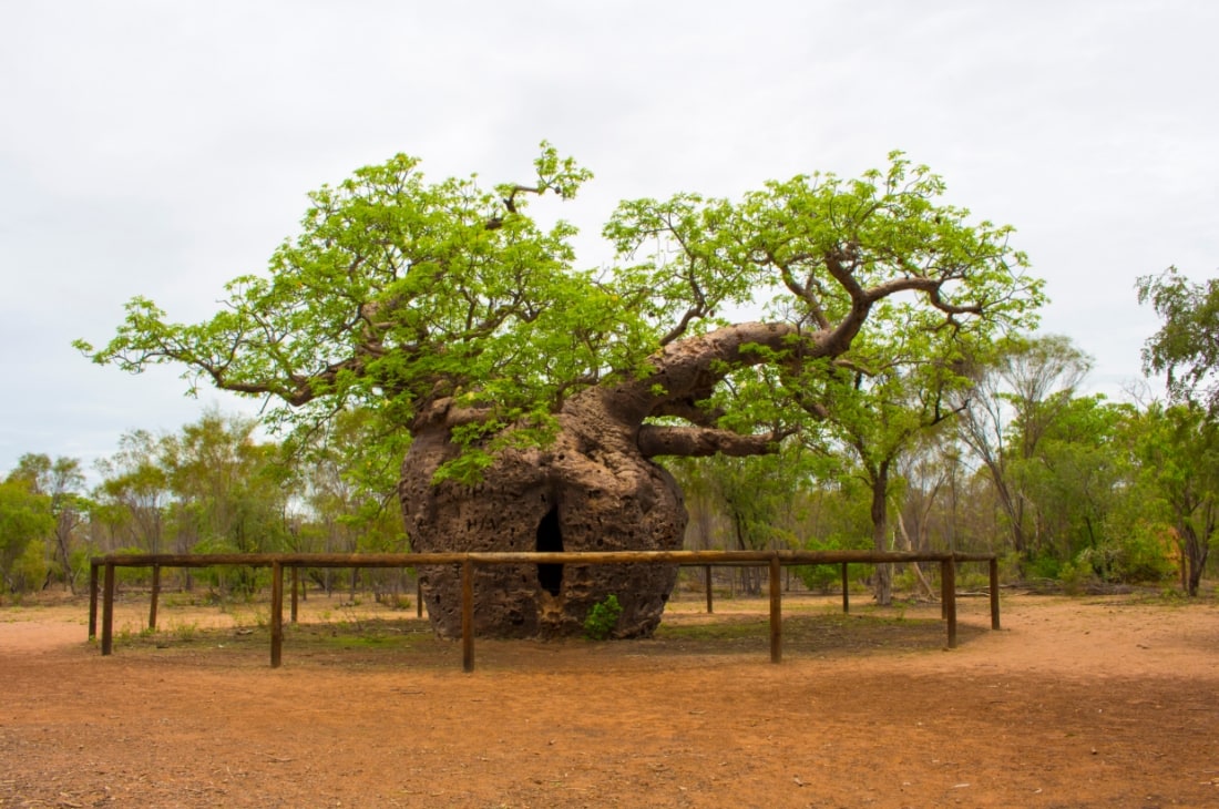 Şişe Gövdeli Baobab