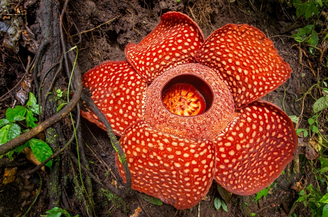 Rafflesia Arnoldii