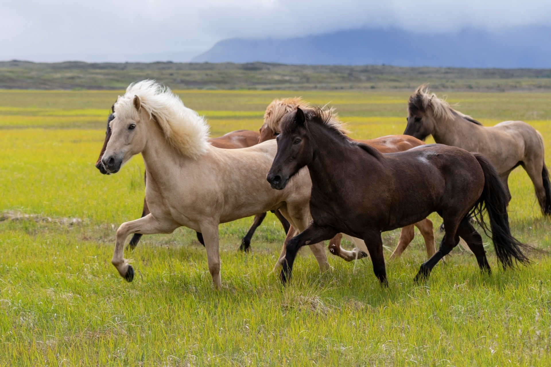 İzlanda atı