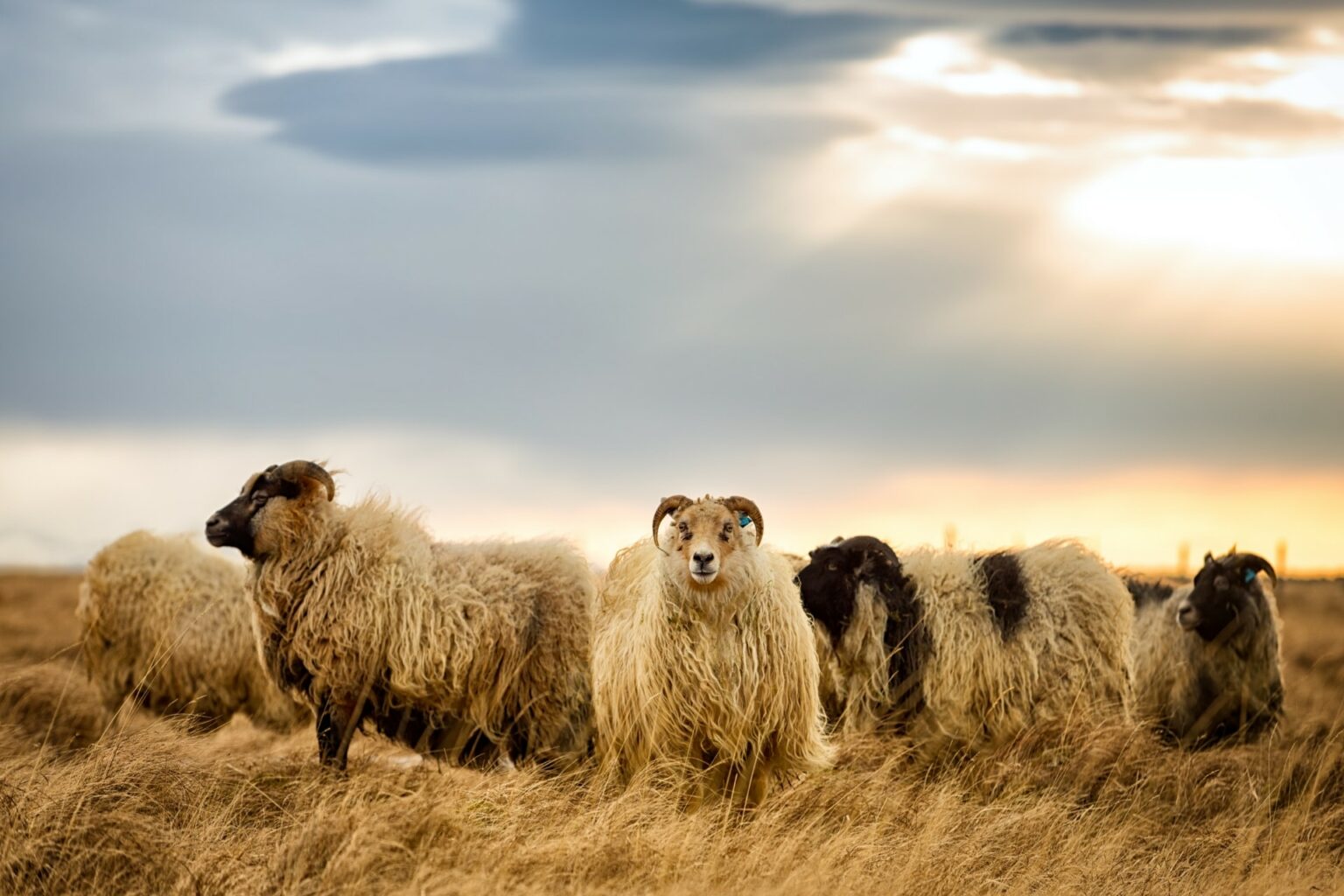 İzlanda koyunu