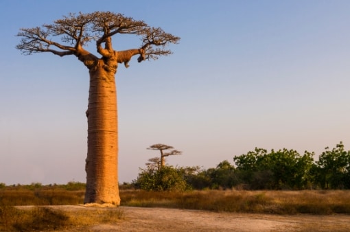 baobab Madagaskar