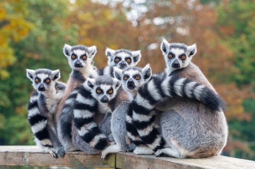 lemurlar Madagaskar