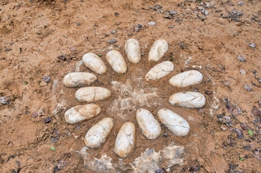 fosil Moğolistan