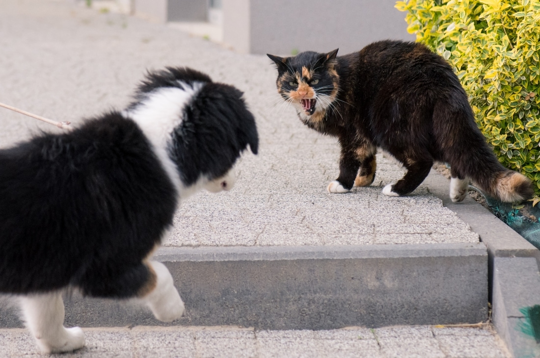 kedi tislamasi Kediler Köpeklere Karşı