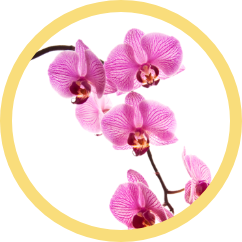 orkide1 Gizli Sözcüğü Bulabilir misiniz?