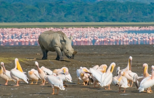 ulusal park Kenya