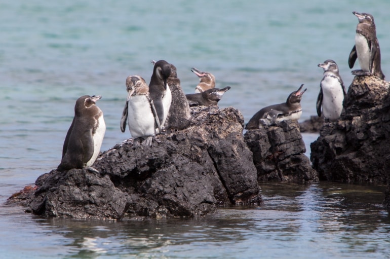 galapago pengueni Galapagos Adaları