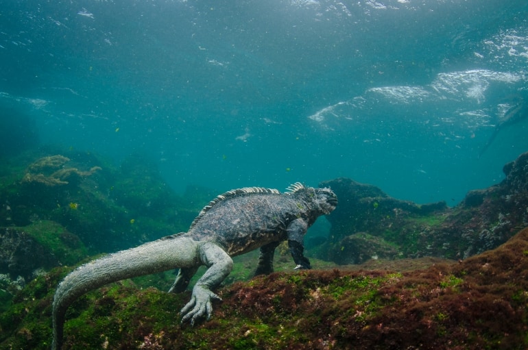 iguana su altinda Galapagos Adaları