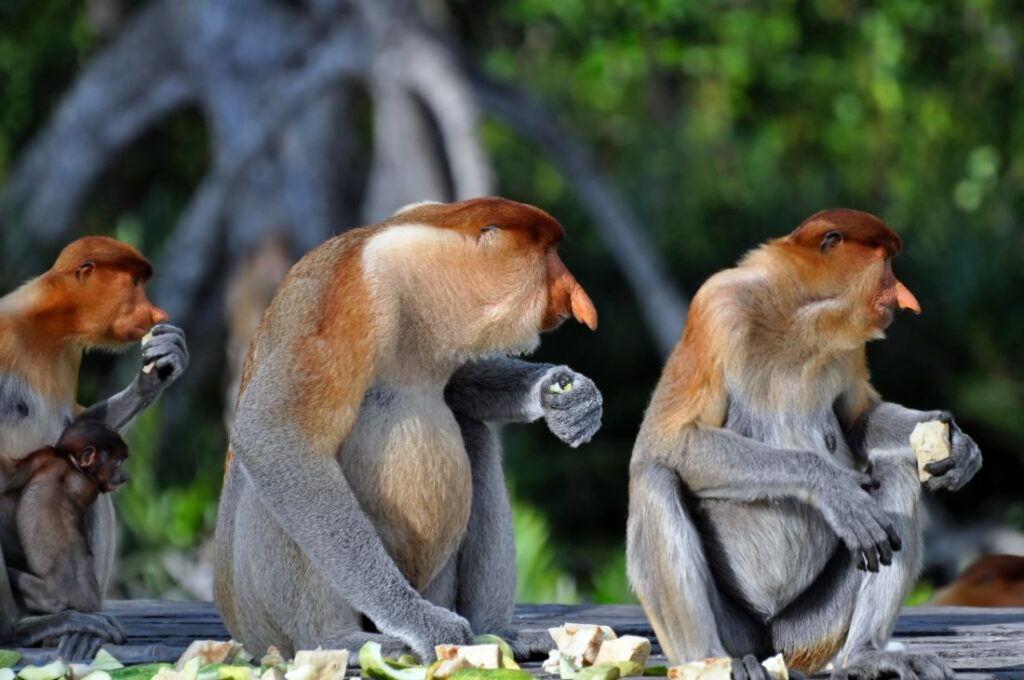 Proboscis Maymunu