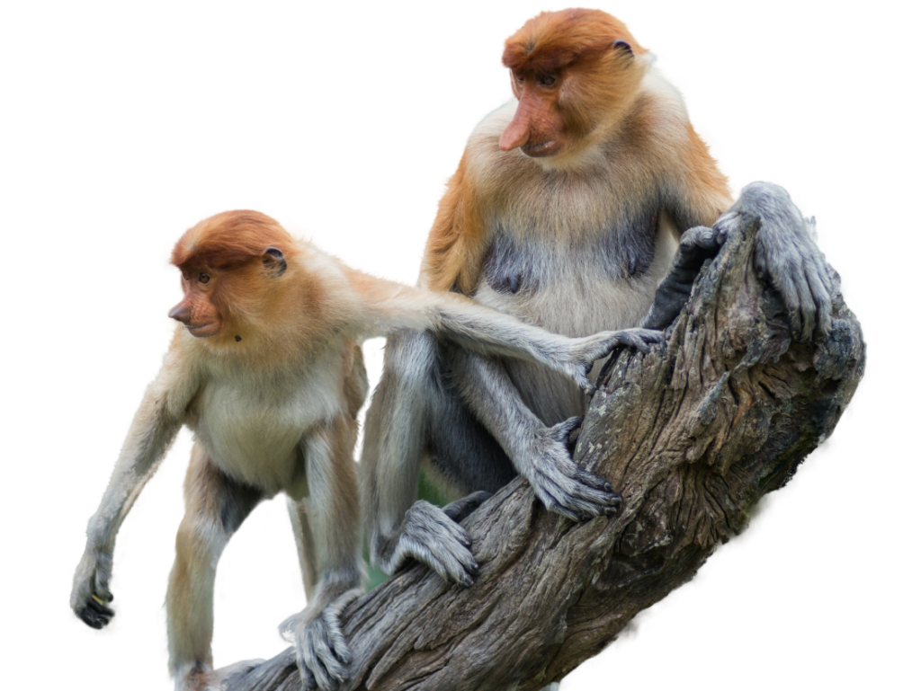 proboscis giris maymunlar Proboscis Maymunu