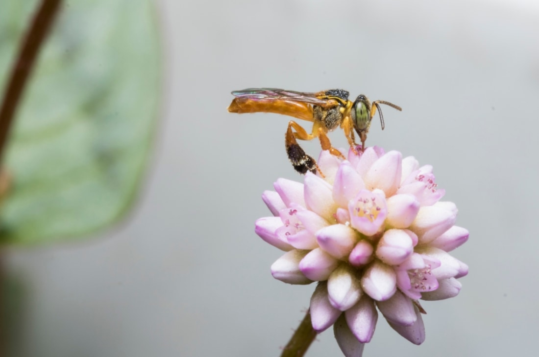 Brezilya iğnesiz arısı