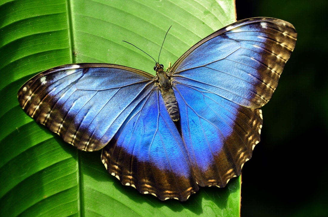 Mavi morfo kelebeği