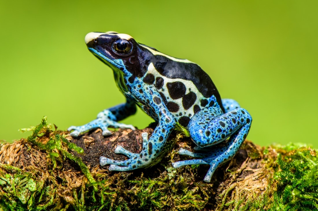 Mavi zehirli ok kurbağası