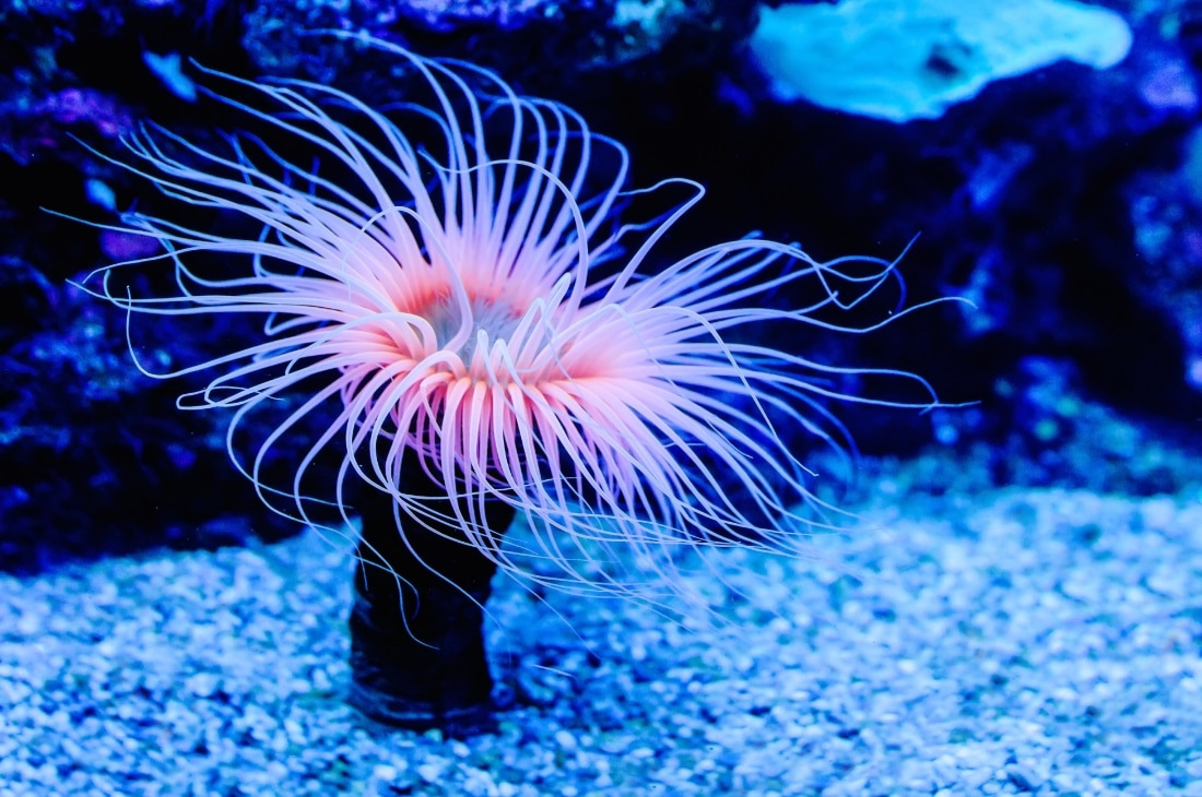 Deniz anemonu