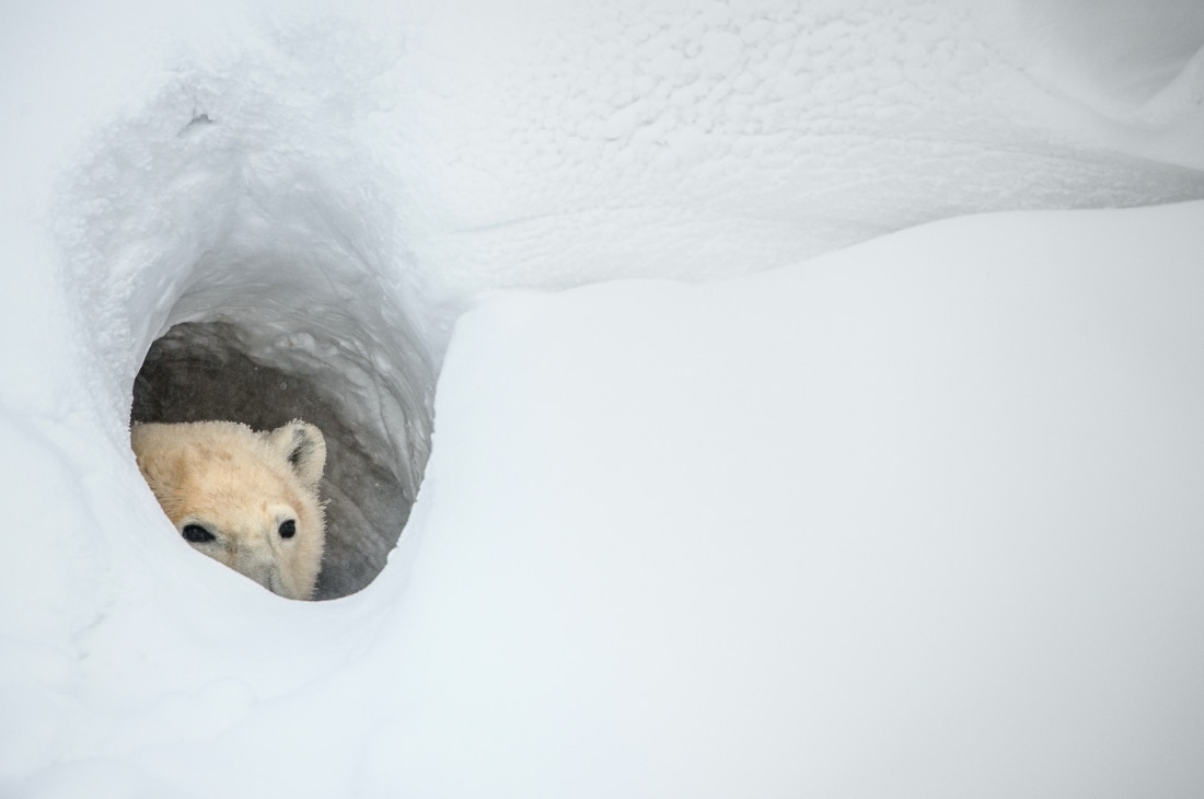 Oyuklarda yaşayan hayvanların hepsi de küçük hayvanlar değildir. Hazır bir yuva bulamazsa ayılar da kendilerine toprak ya da kar altında oyuklar açıp kışı orada geçirirler.
