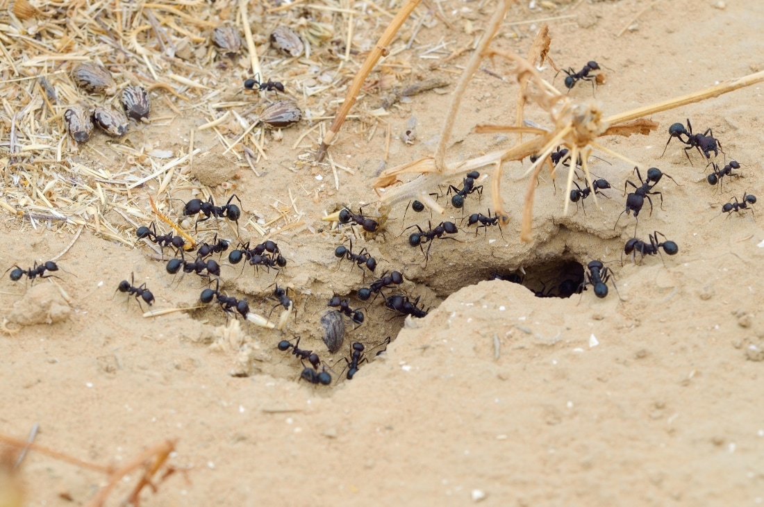 Karıncaların yanı sıra, bazı yaban arısı ve örümcek türleri de yuvalarını toprağın altında yapar.