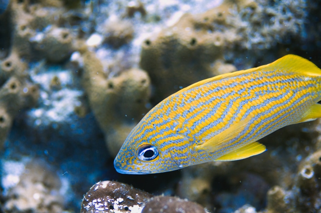 Mavi çizgili bu balık belki açık denizde çok dikkat çekebilir. Ne var ki yaşadığı rengarenk mercanların arasında onu fark etmek bile zordur.