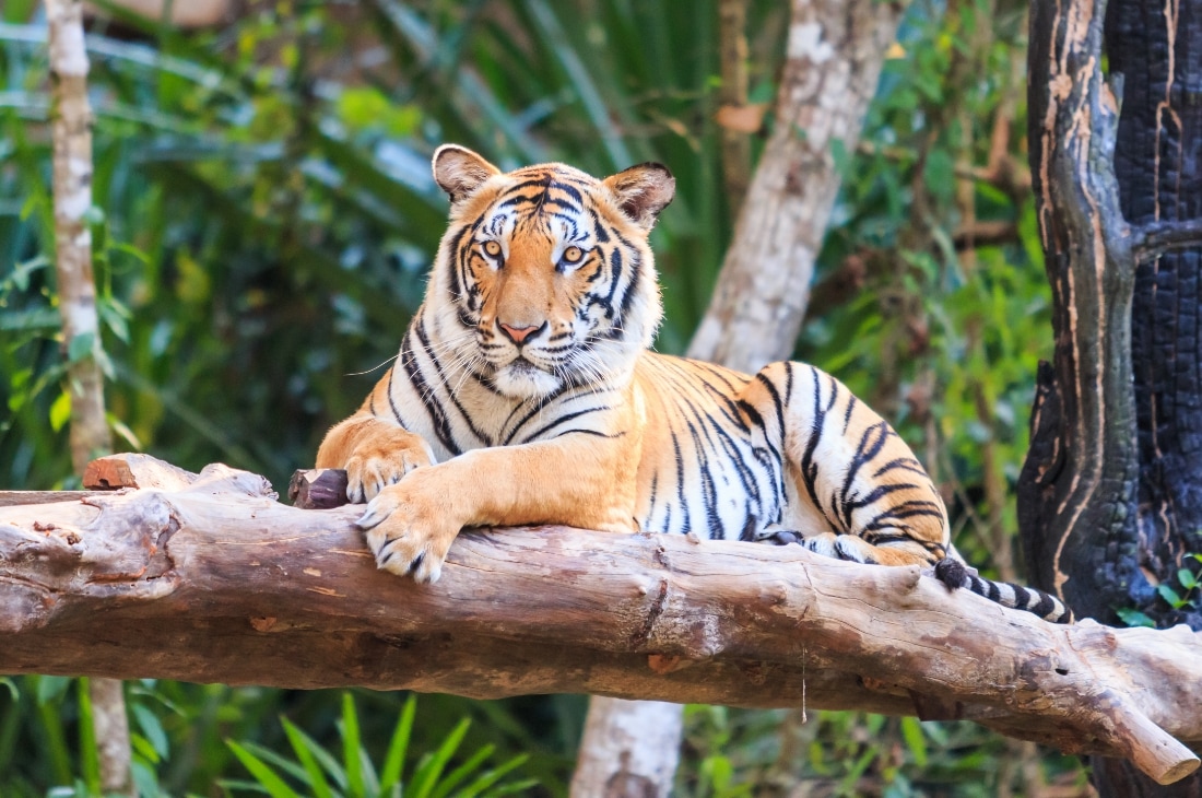 Bengal kaplanı