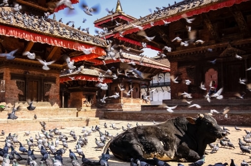 nepal inek Nepal
