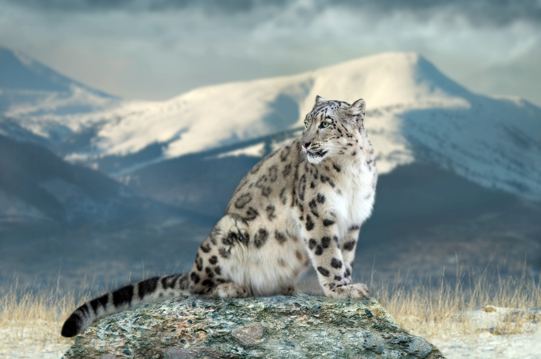 Kar leoparı