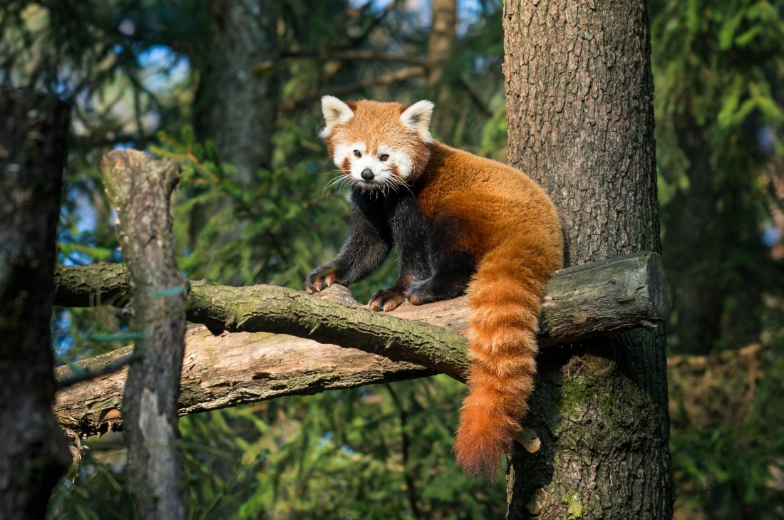 Kızıl panda