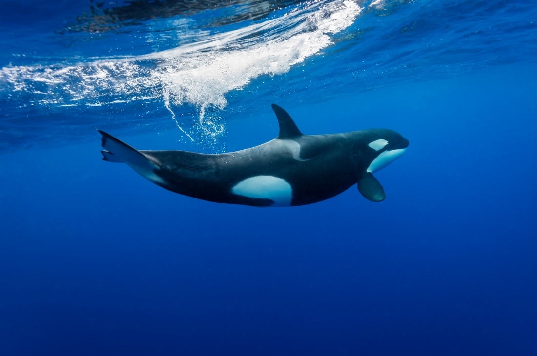 narval orca Deniz Gergedanı - Narval
