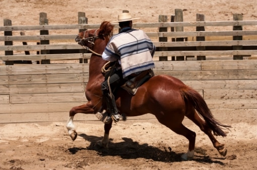 sili rodeo Şili