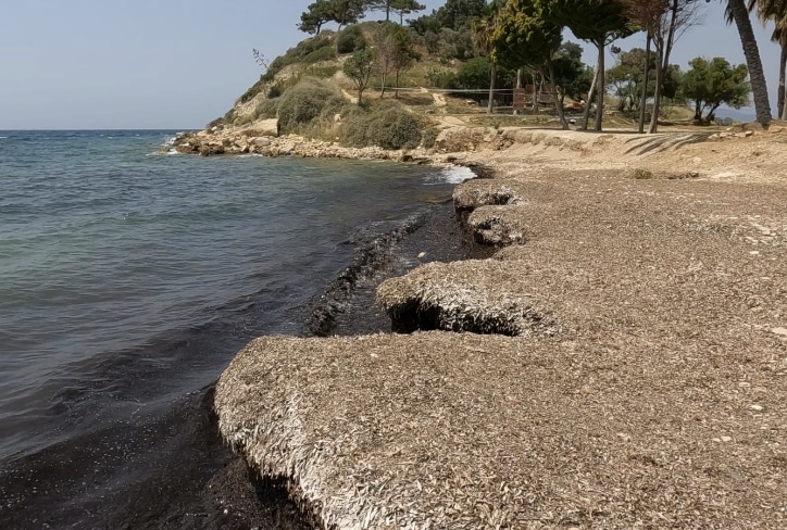t deniz cayirlari banketler 2 Denizlerin Geleceği Deniz Çayırları