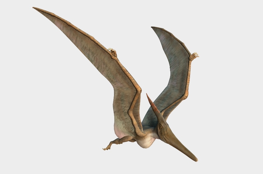 u h pterodaktil Uçan Hayvanlar
