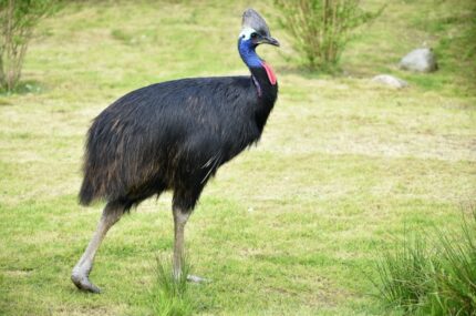 Papua Yeni Gine Tepeli Deve Kuşu