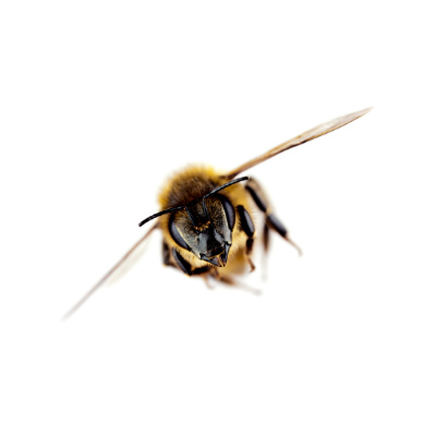 drone (erkek arı)