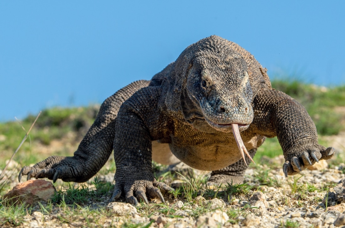 komodo ejderi