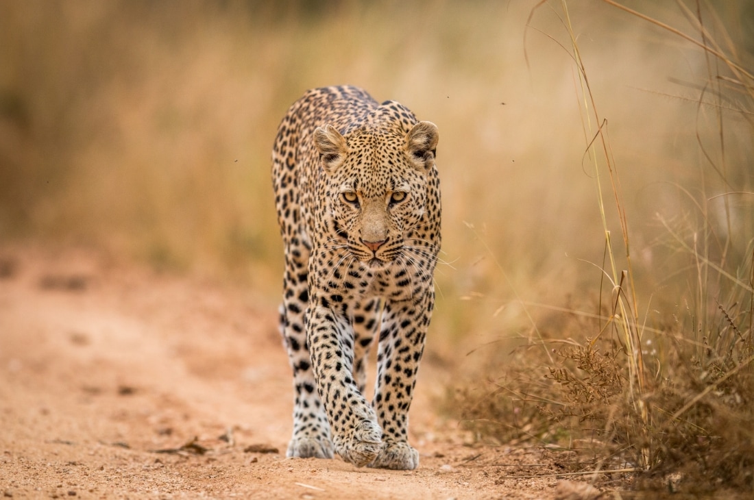 leopar